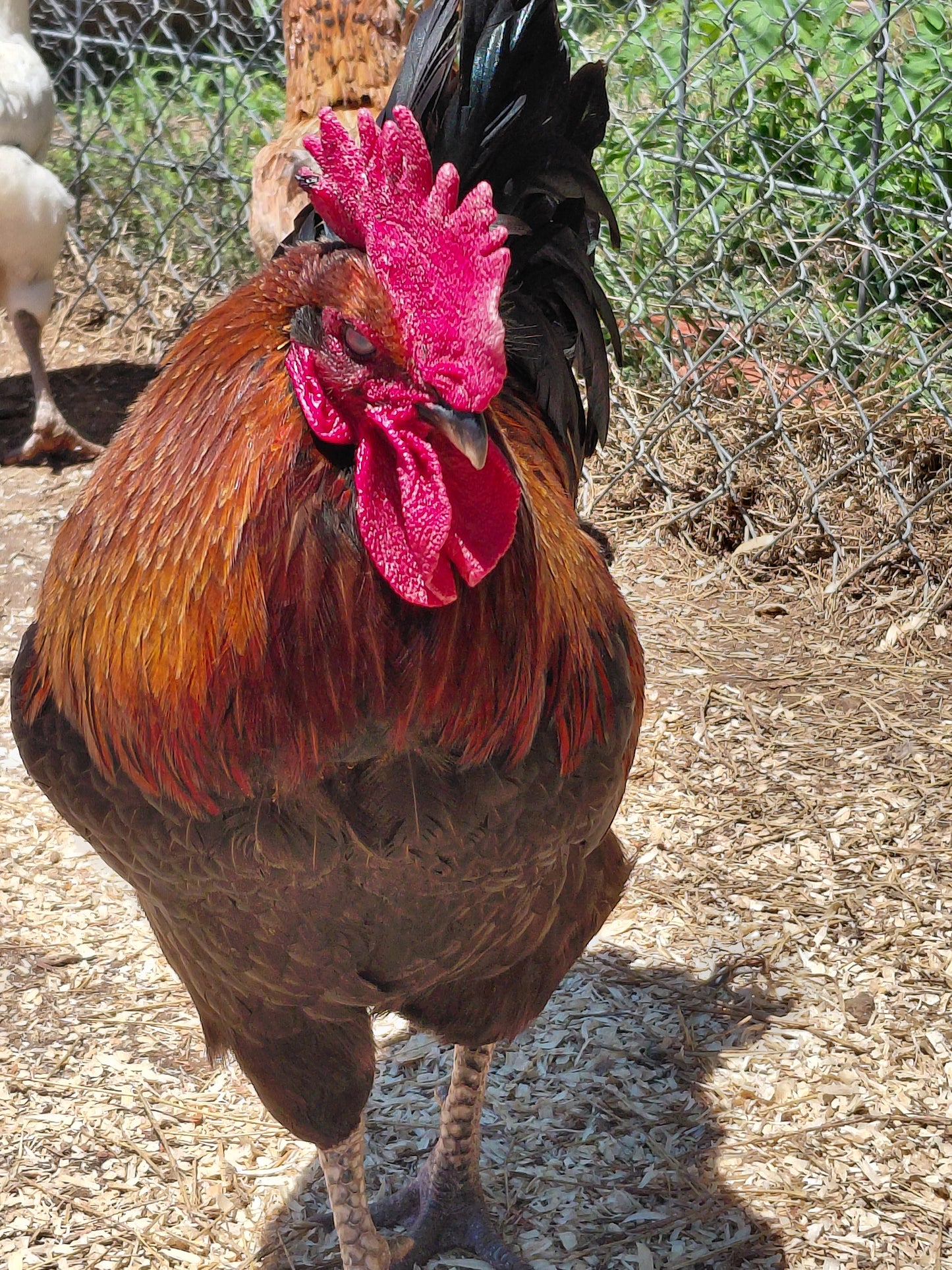12+ Barnyard Rainbow Chicken Eggs