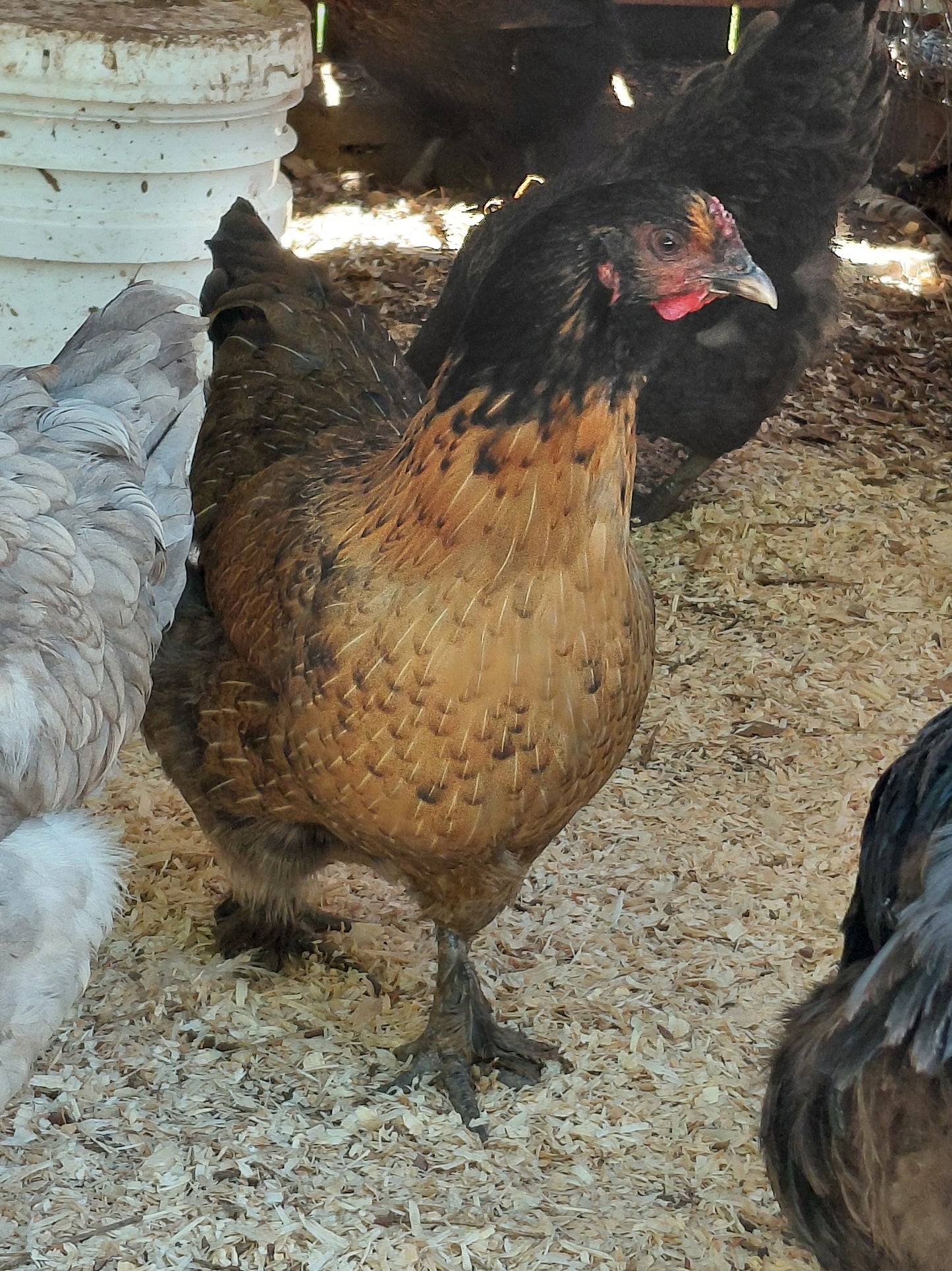 12+ Barnyard Rainbow Chicken Eggs