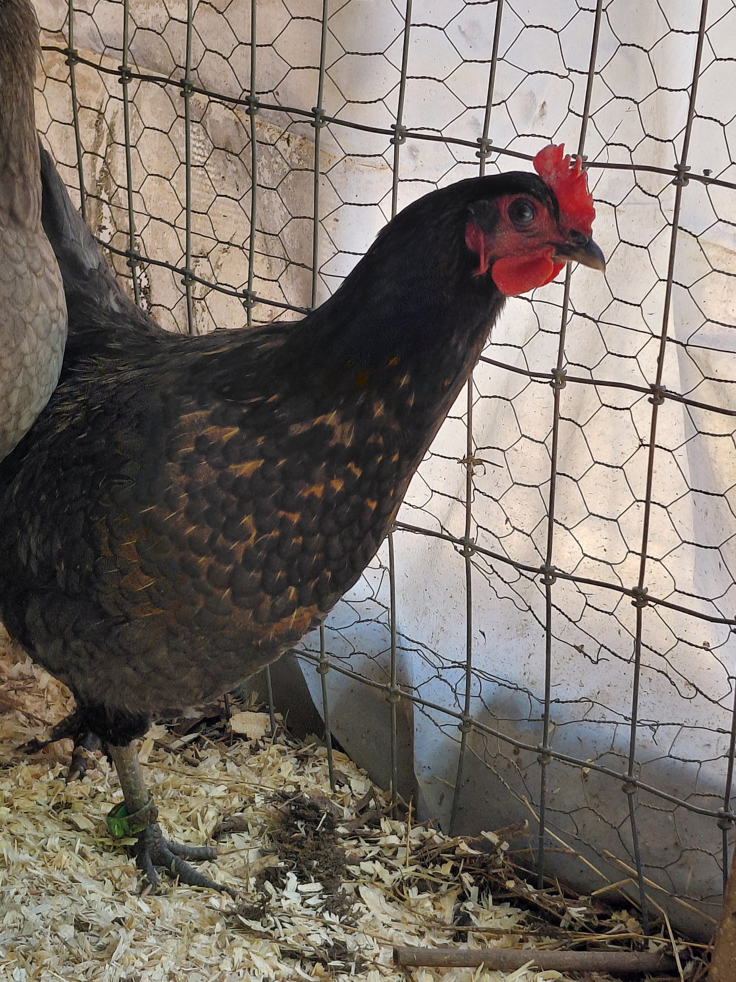 12+ Barnyard Rainbow Chicken Eggs
