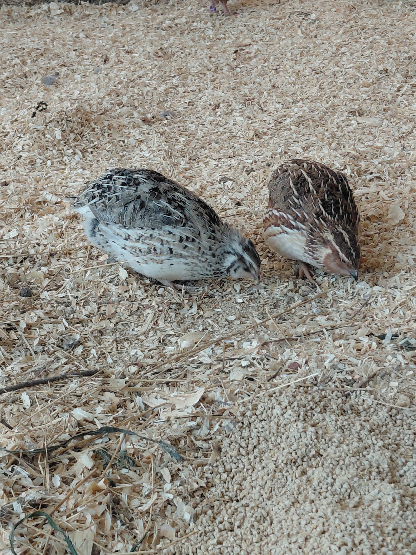 12+ Celadon Blue Coturnix Quail Eggs