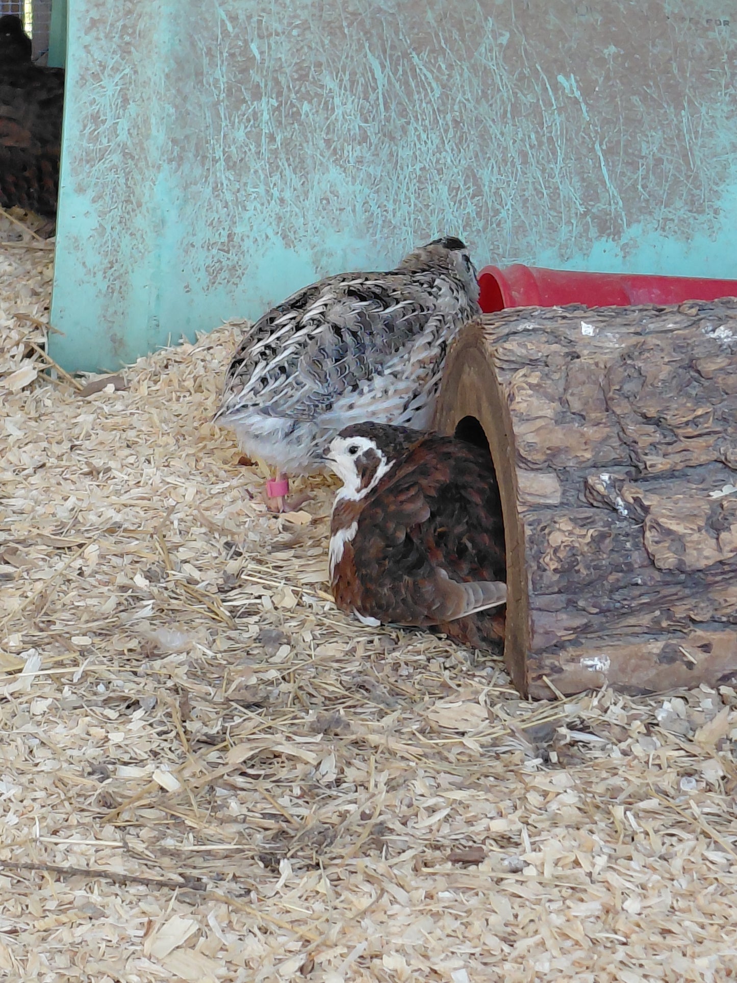 12+ Celadon Blue Coturnix Quail Eggs