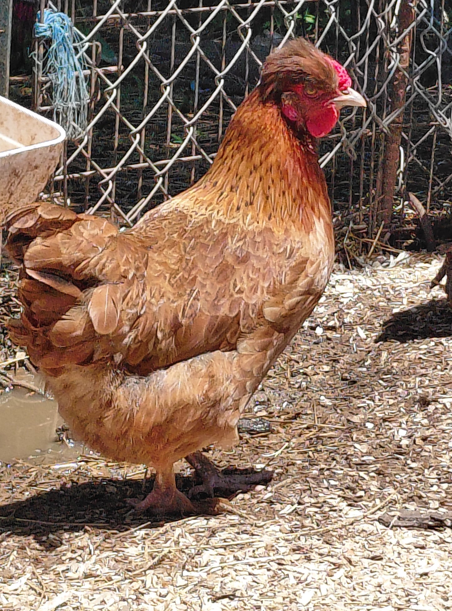 12+ Barnyard Rainbow Chicken Eggs