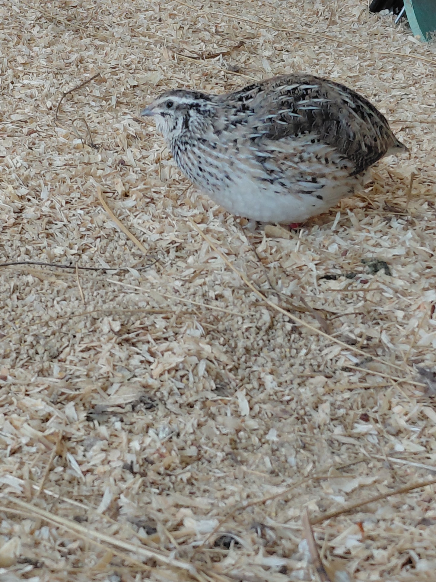 12+ Celadon Blue Coturnix Quail Eggs