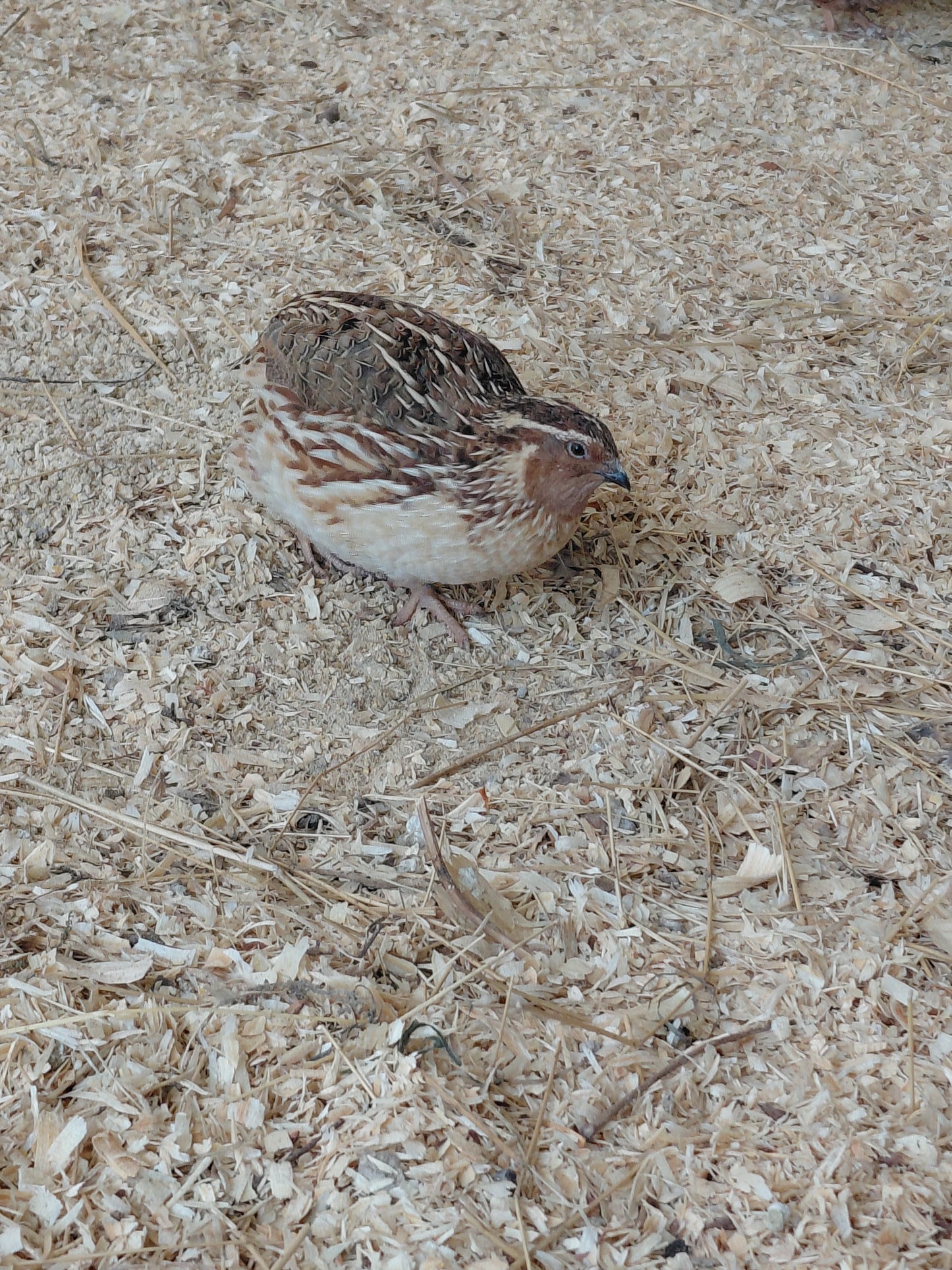 12+ Celadon Blue Coturnix Quail Eggs