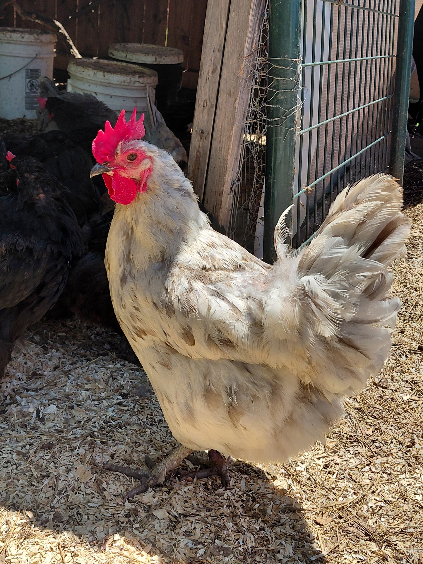 12+ Barnyard Rainbow Chicken Eggs