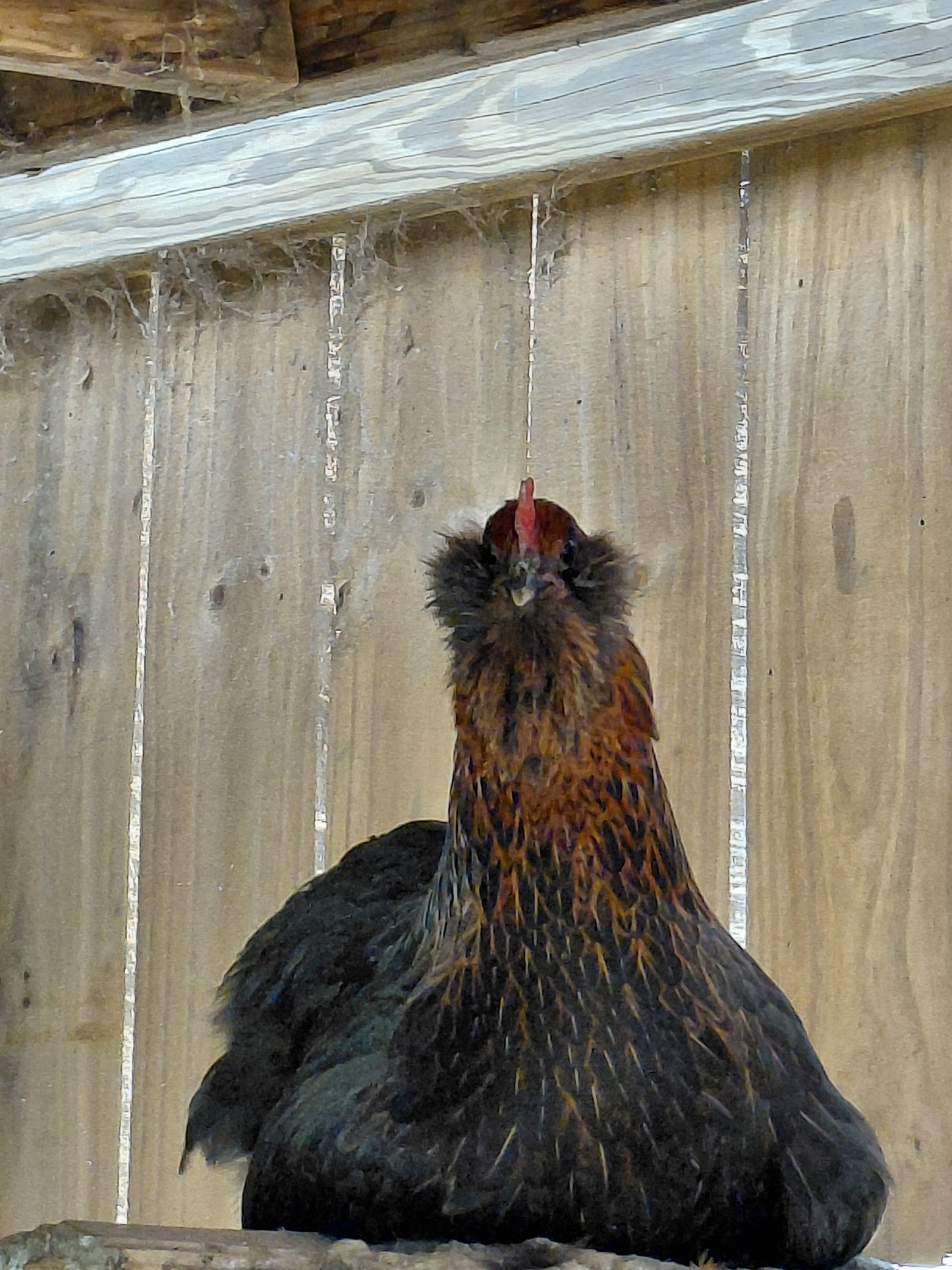 12+ Barnyard Rainbow Chicken Eggs