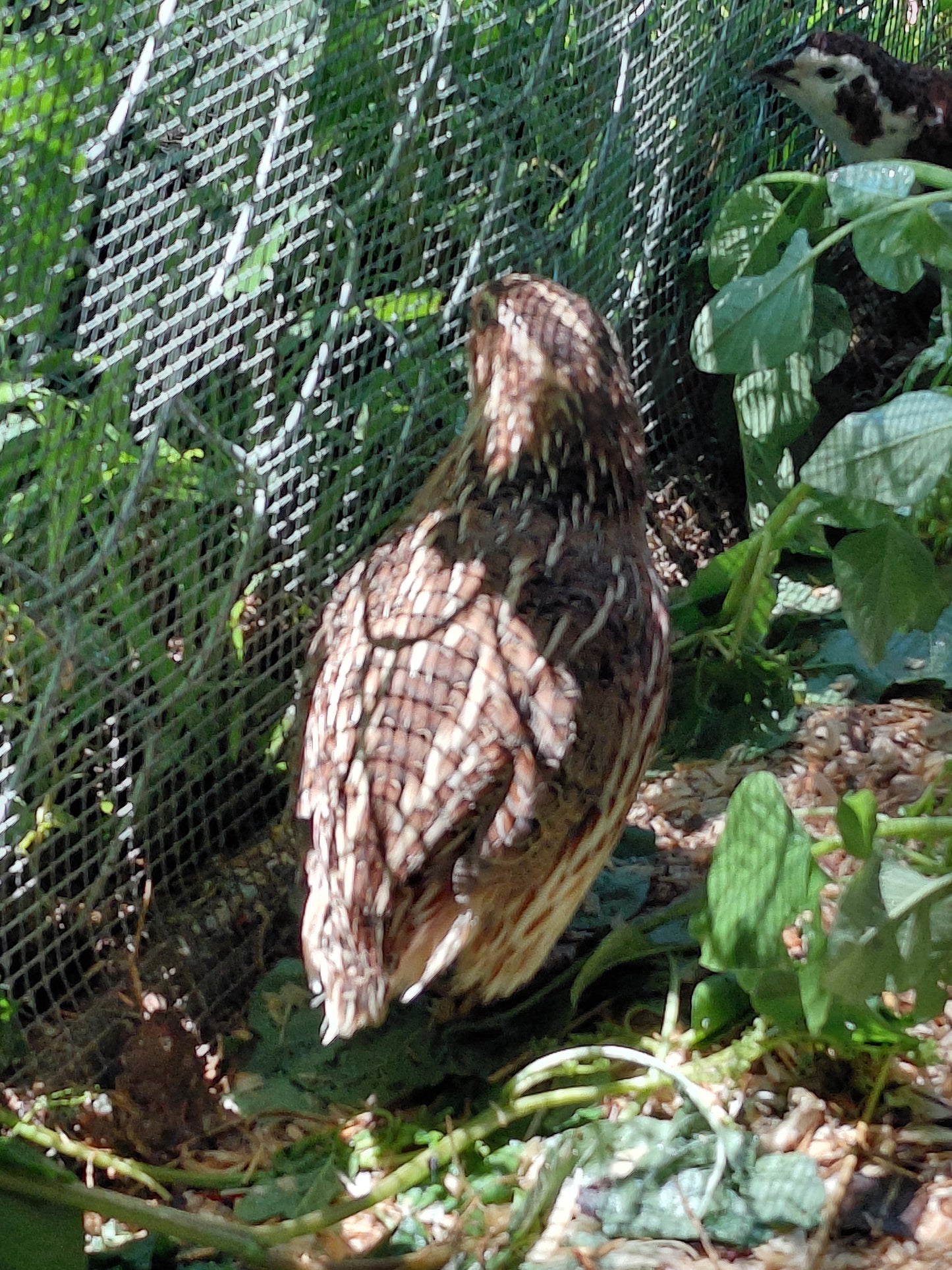 12+ Celadon Blue Coturnix Quail Eggs