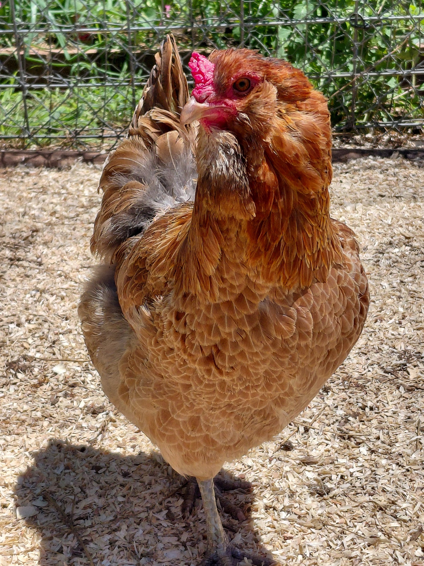 12+ Barnyard Rainbow Chicken Eggs