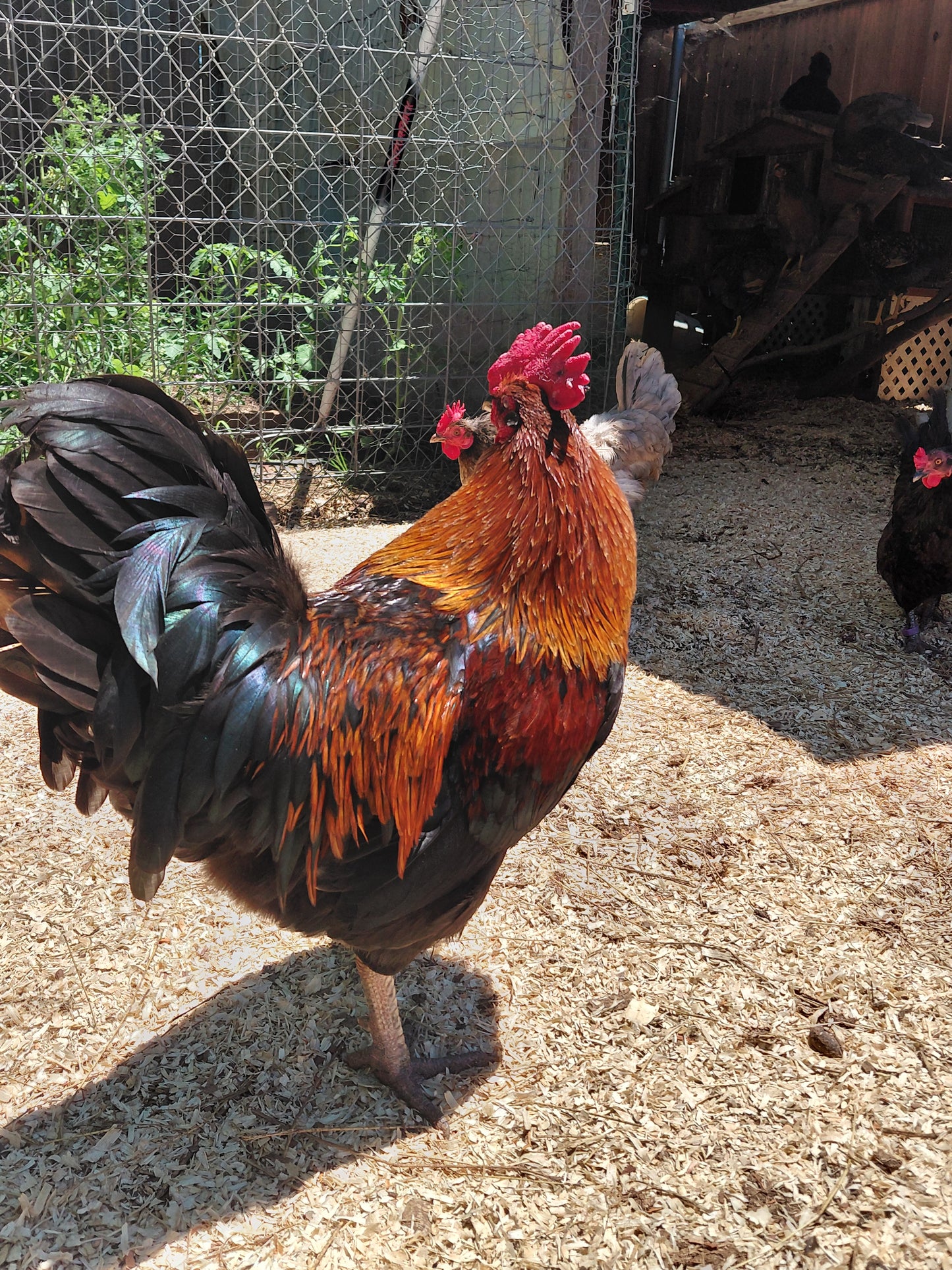 12+ Barnyard Rainbow Chicken Eggs