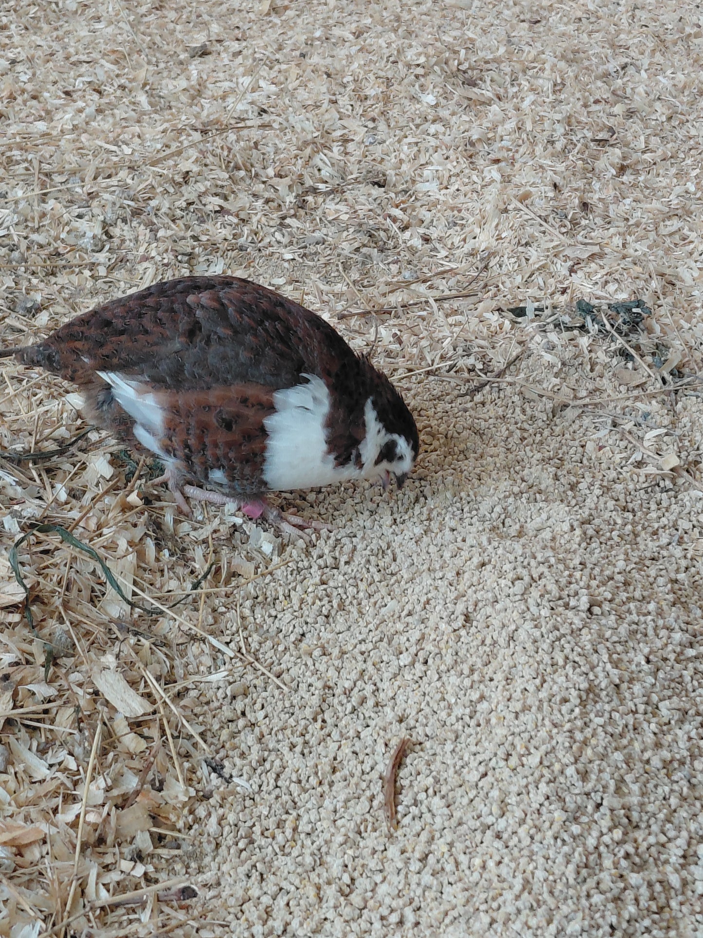 12+ Celadon Blue Coturnix Quail Eggs