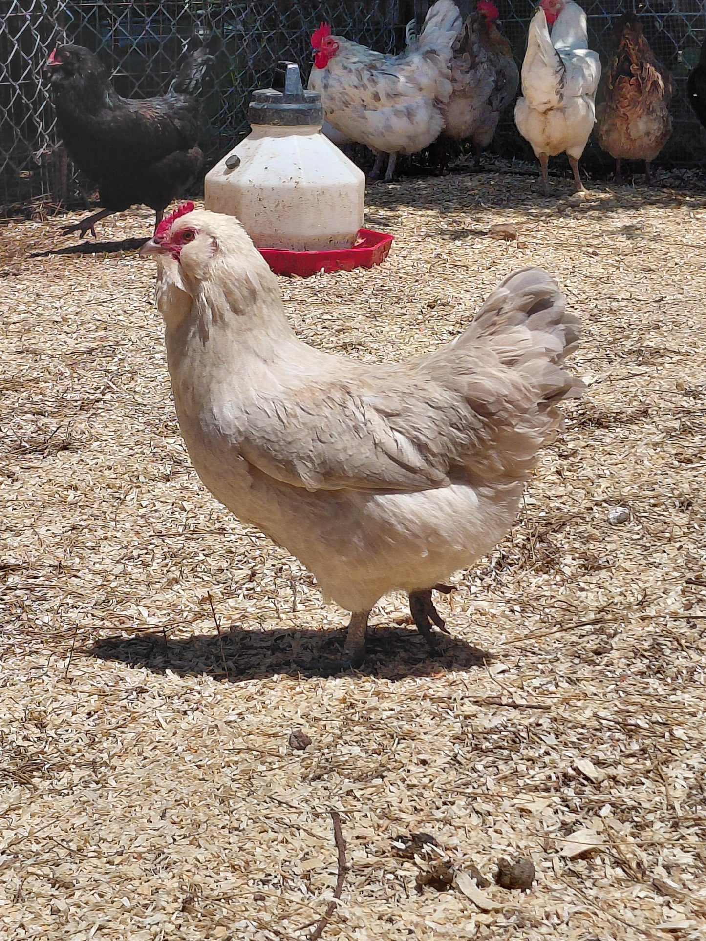 12+ Barnyard Rainbow Chicken Eggs