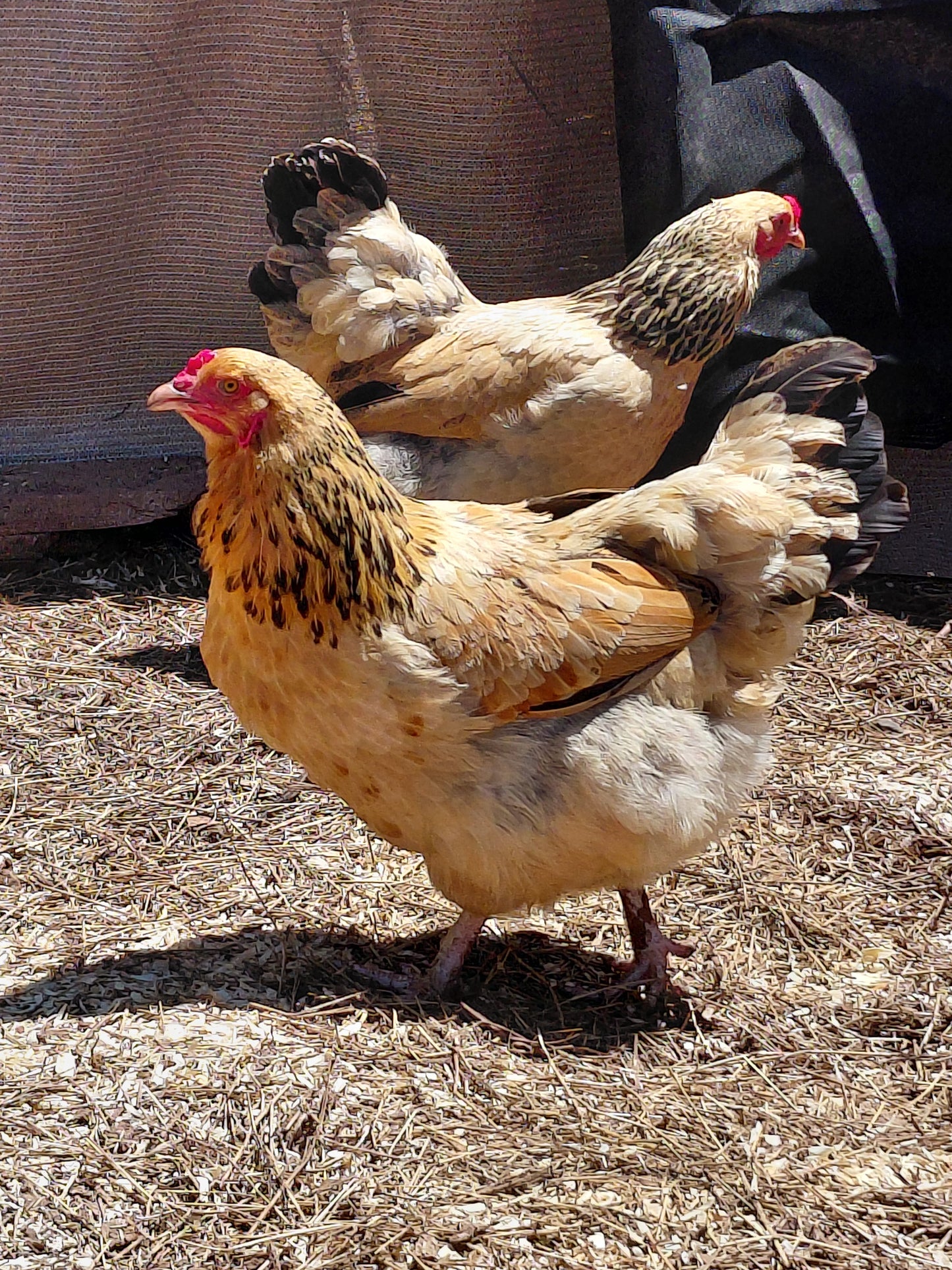 12+ Barnyard Rainbow Chicken Eggs