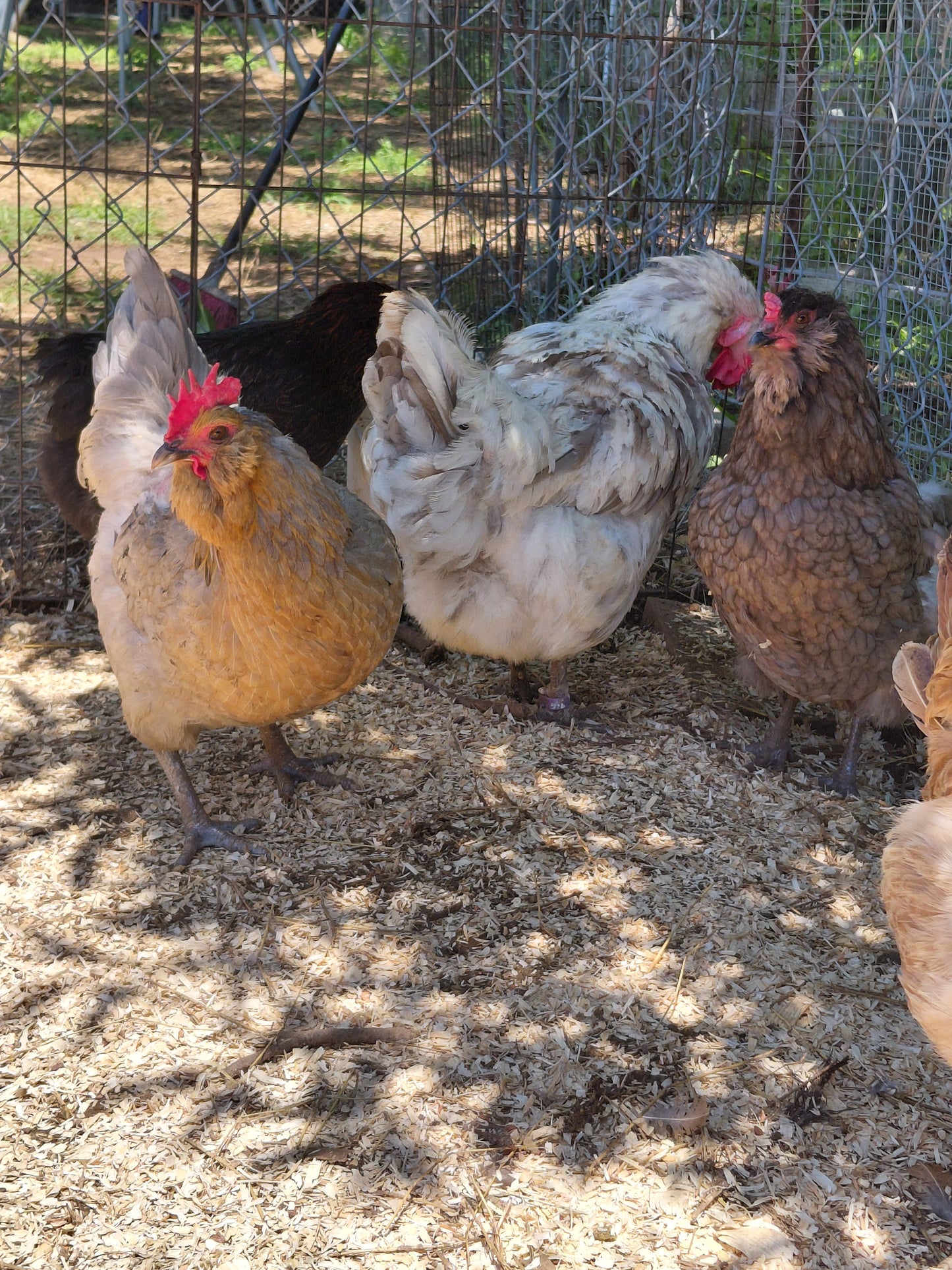 12+ Barnyard Rainbow Chicken Eggs