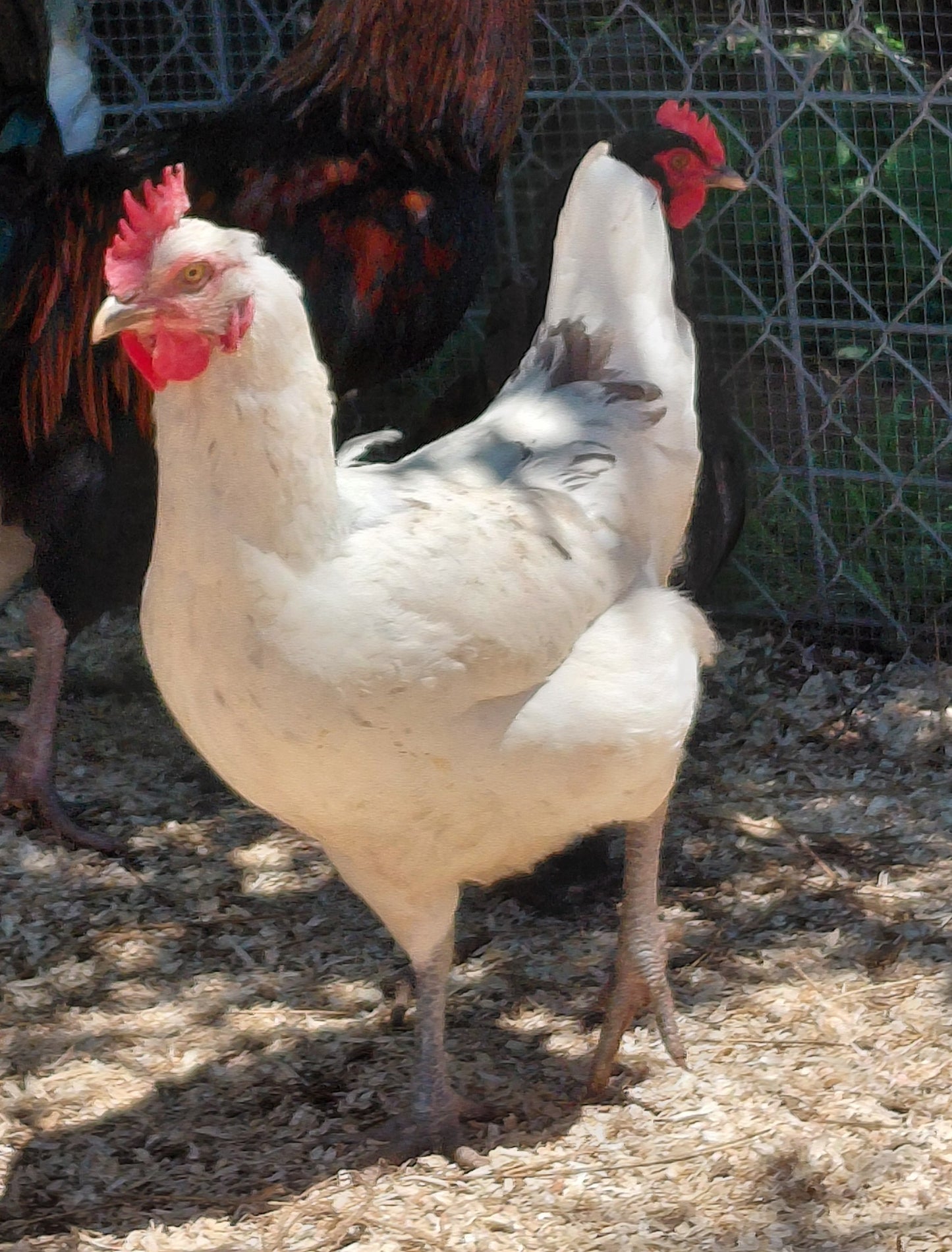 12+ Barnyard Rainbow Chicken Eggs