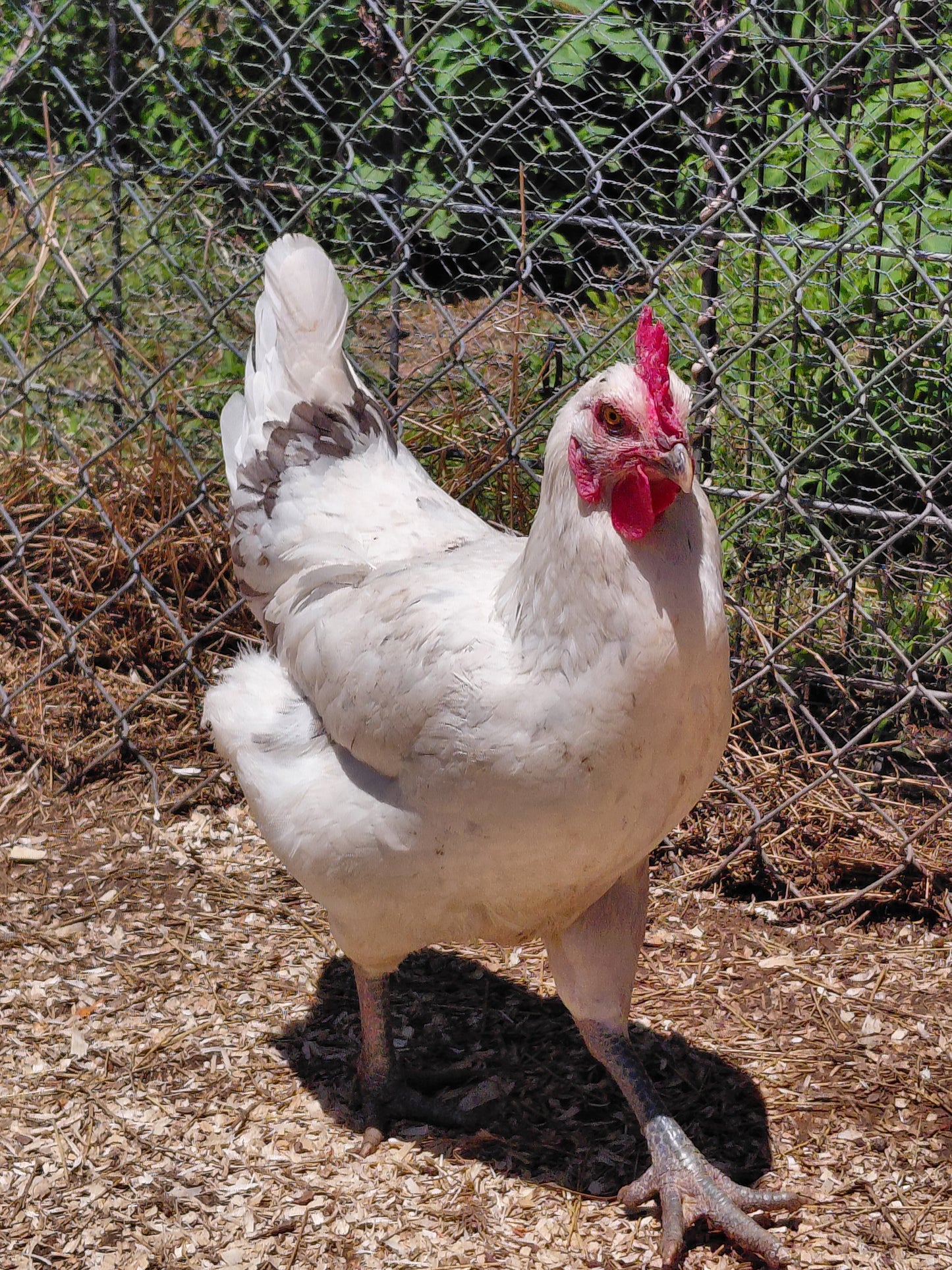 12+ Barnyard Rainbow Chicken Eggs