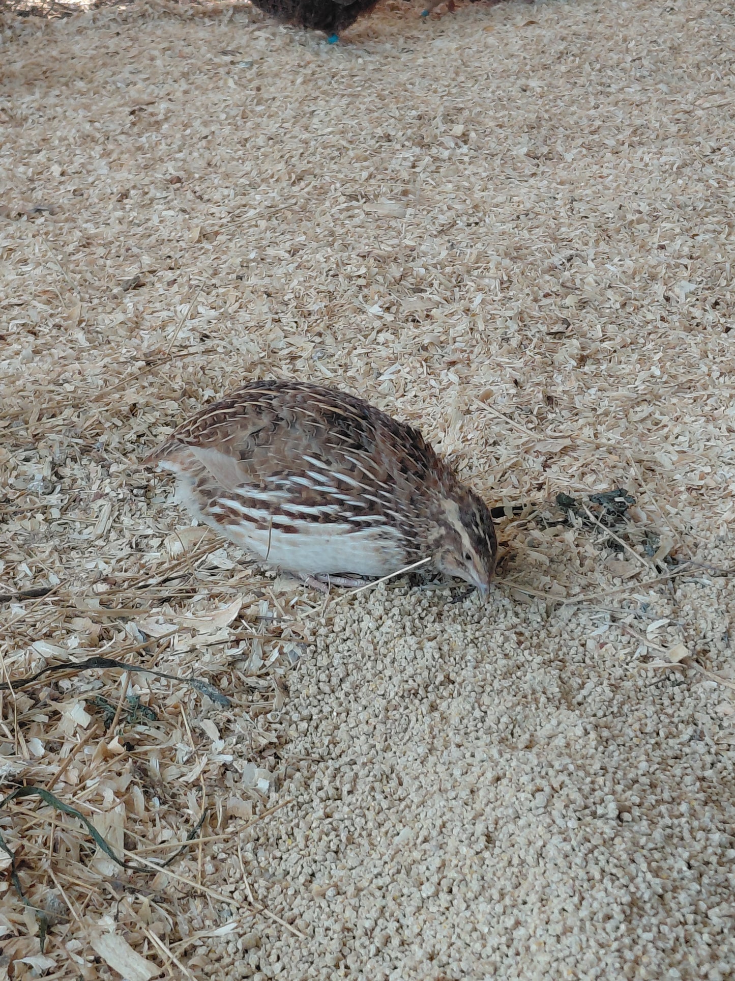 12+ Celadon Blue Coturnix Quail Eggs