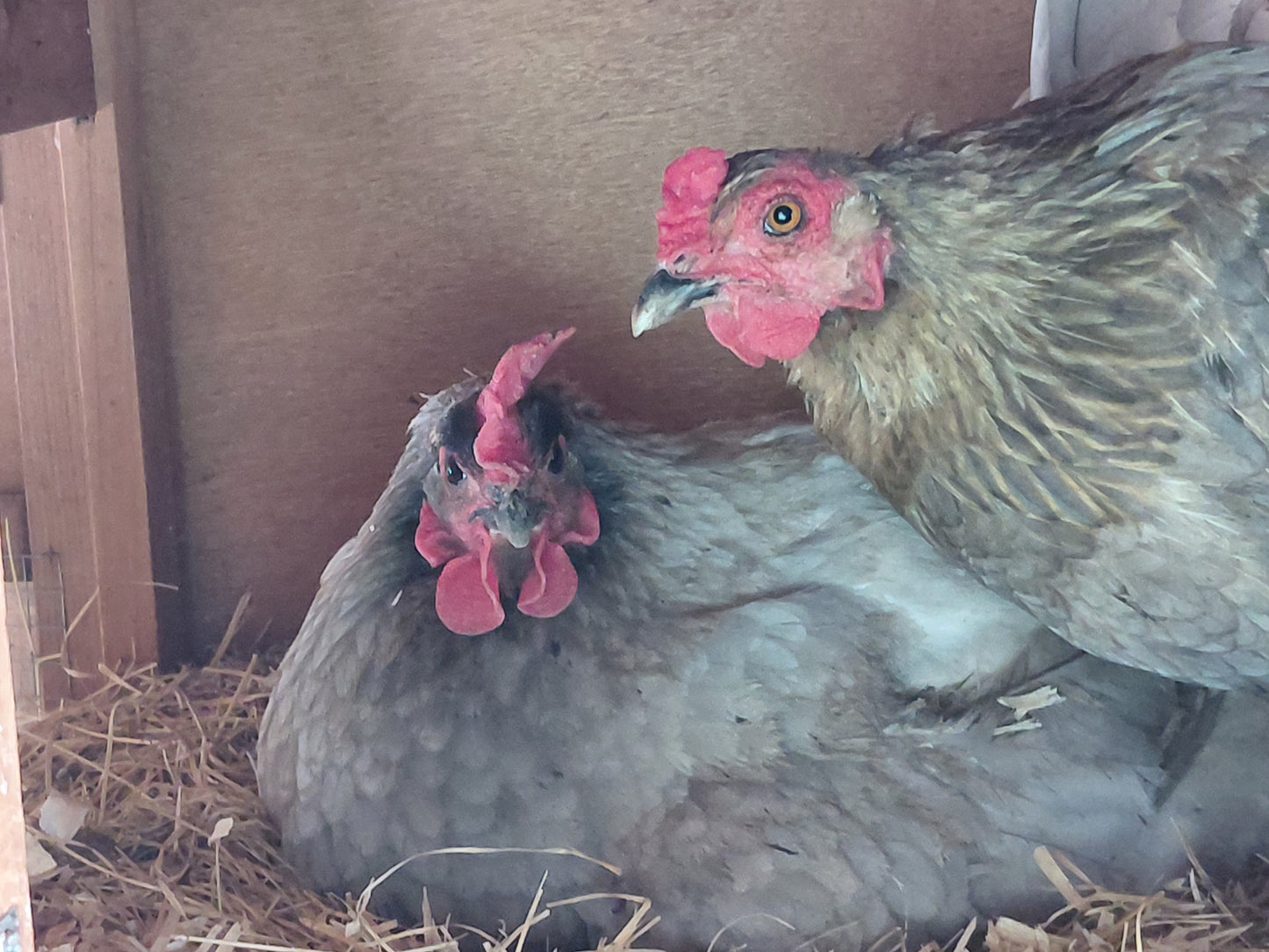 12+ Barnyard Rainbow Chicken Eggs