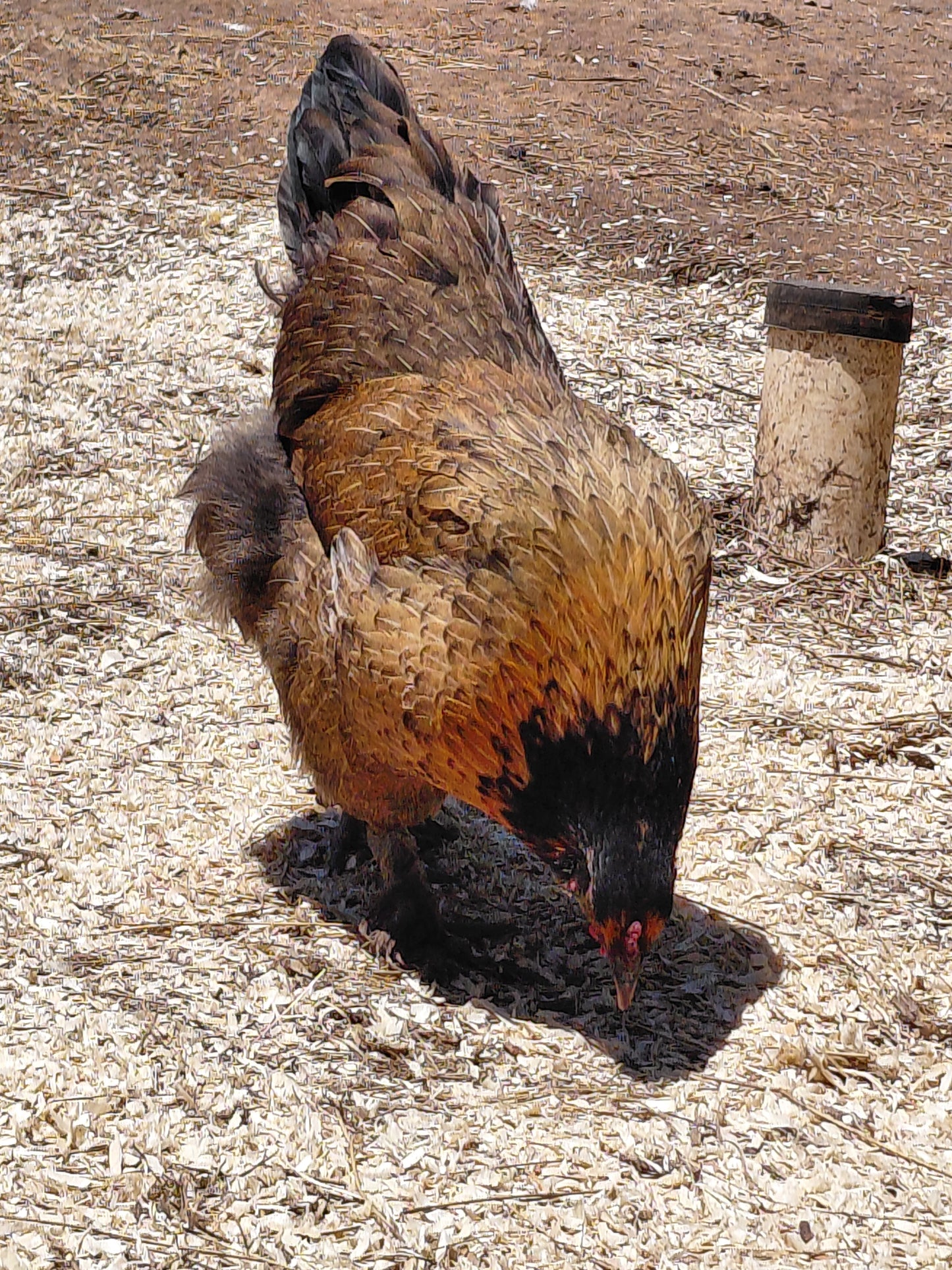 12+ Barnyard Rainbow Chicken Eggs