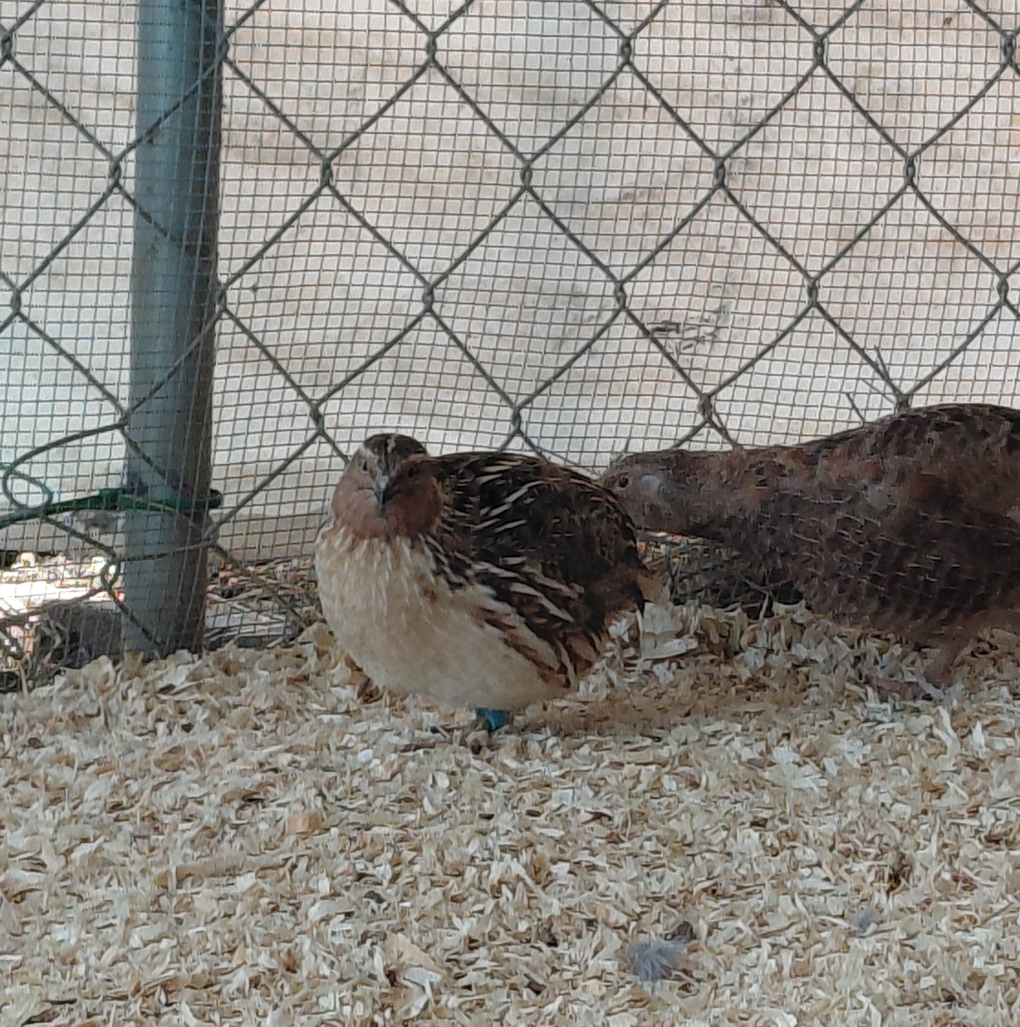 12+ Celadon Blue Coturnix Quail Eggs