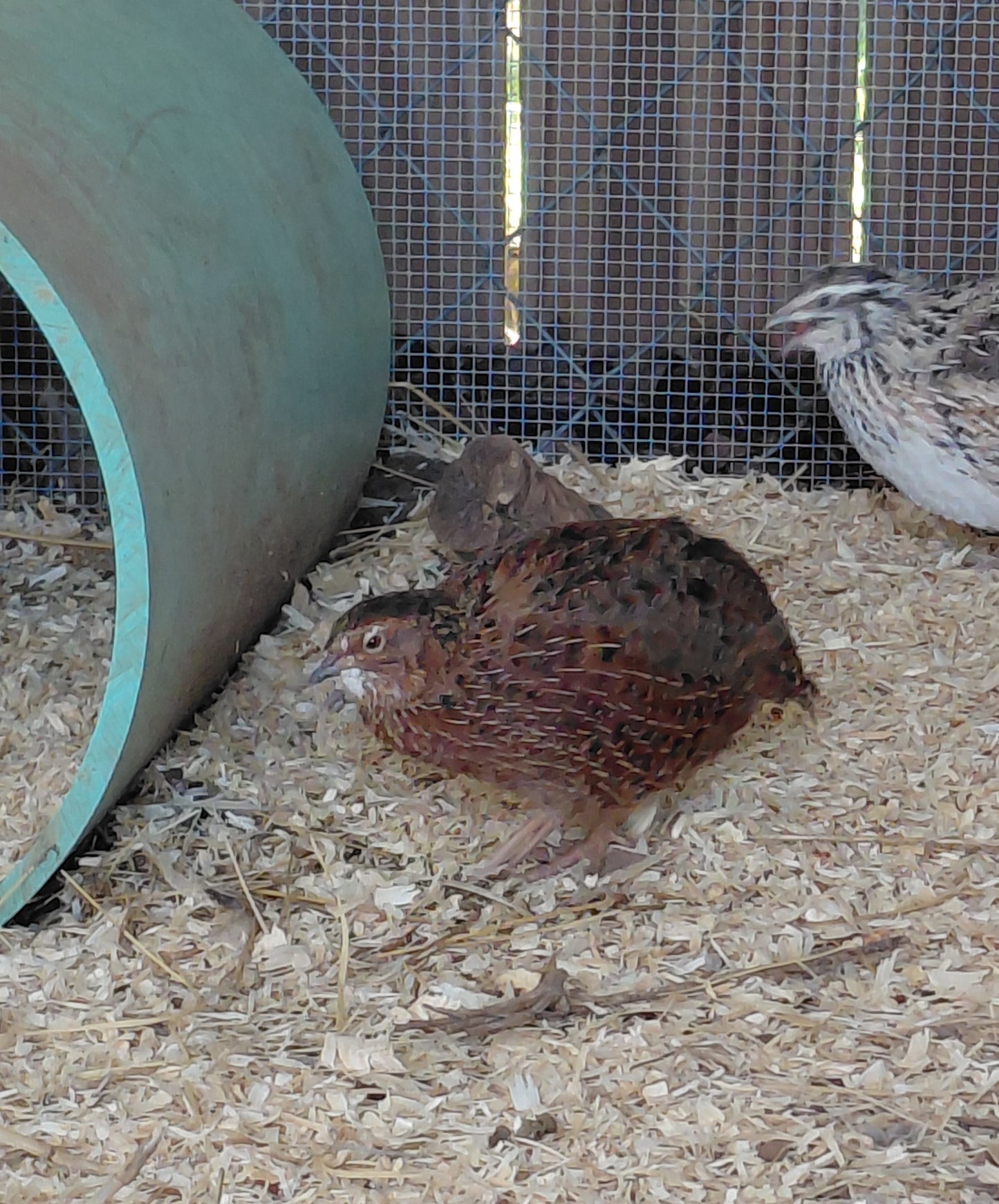 12+ Celadon Blue Coturnix Quail Eggs