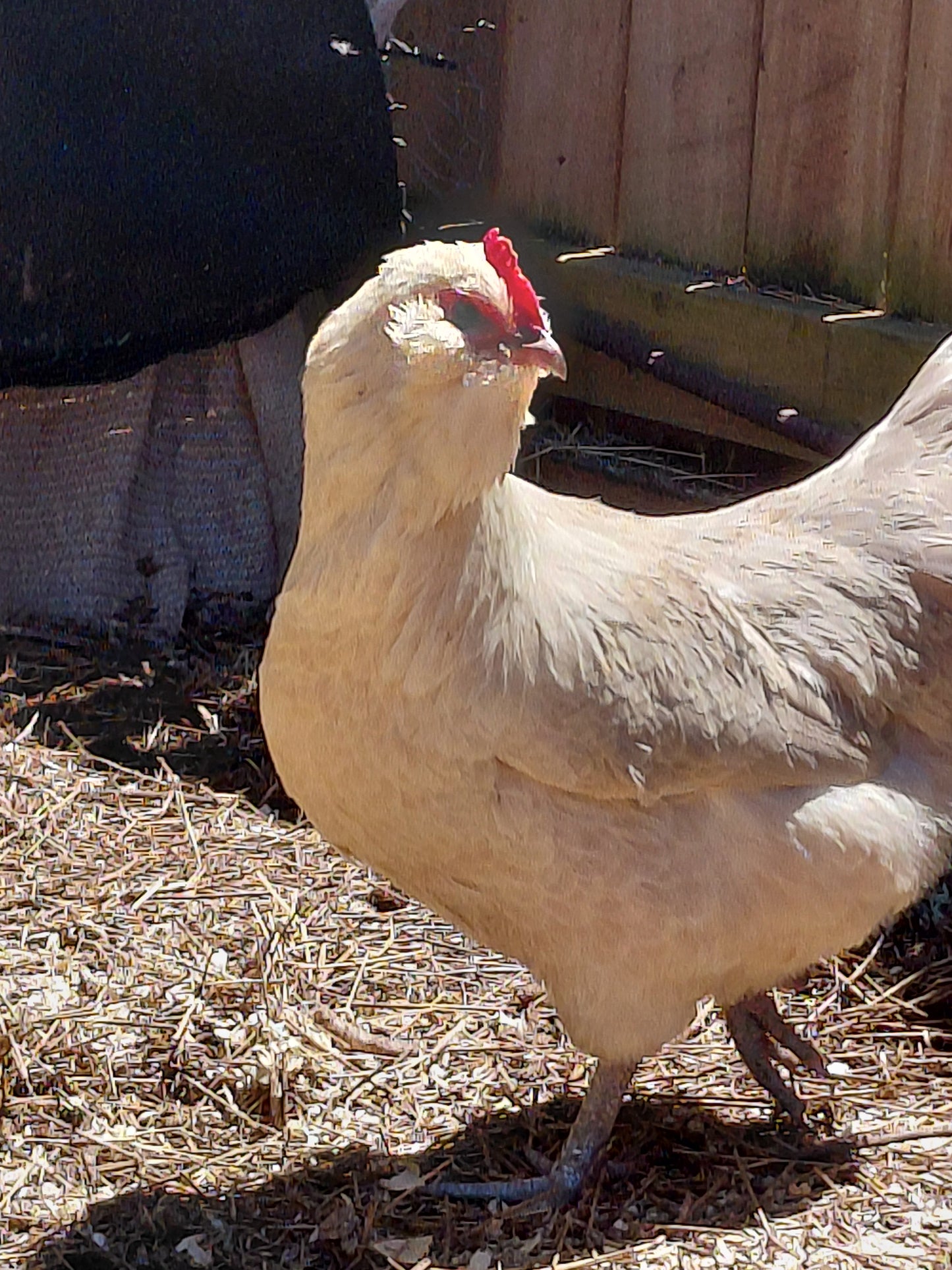 12+ Barnyard Rainbow Chicken Eggs