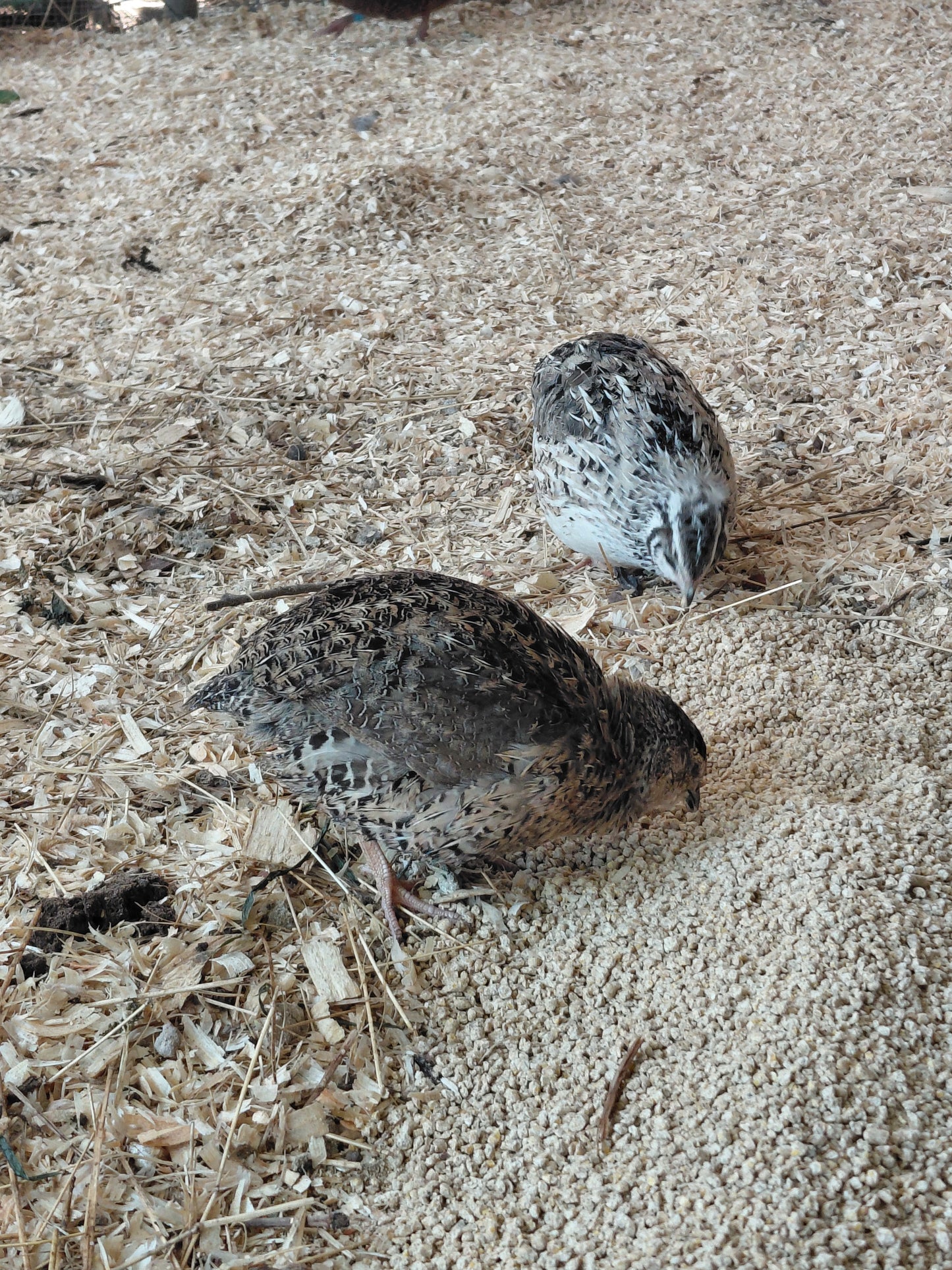 12+ Celadon Blue Coturnix Quail Eggs