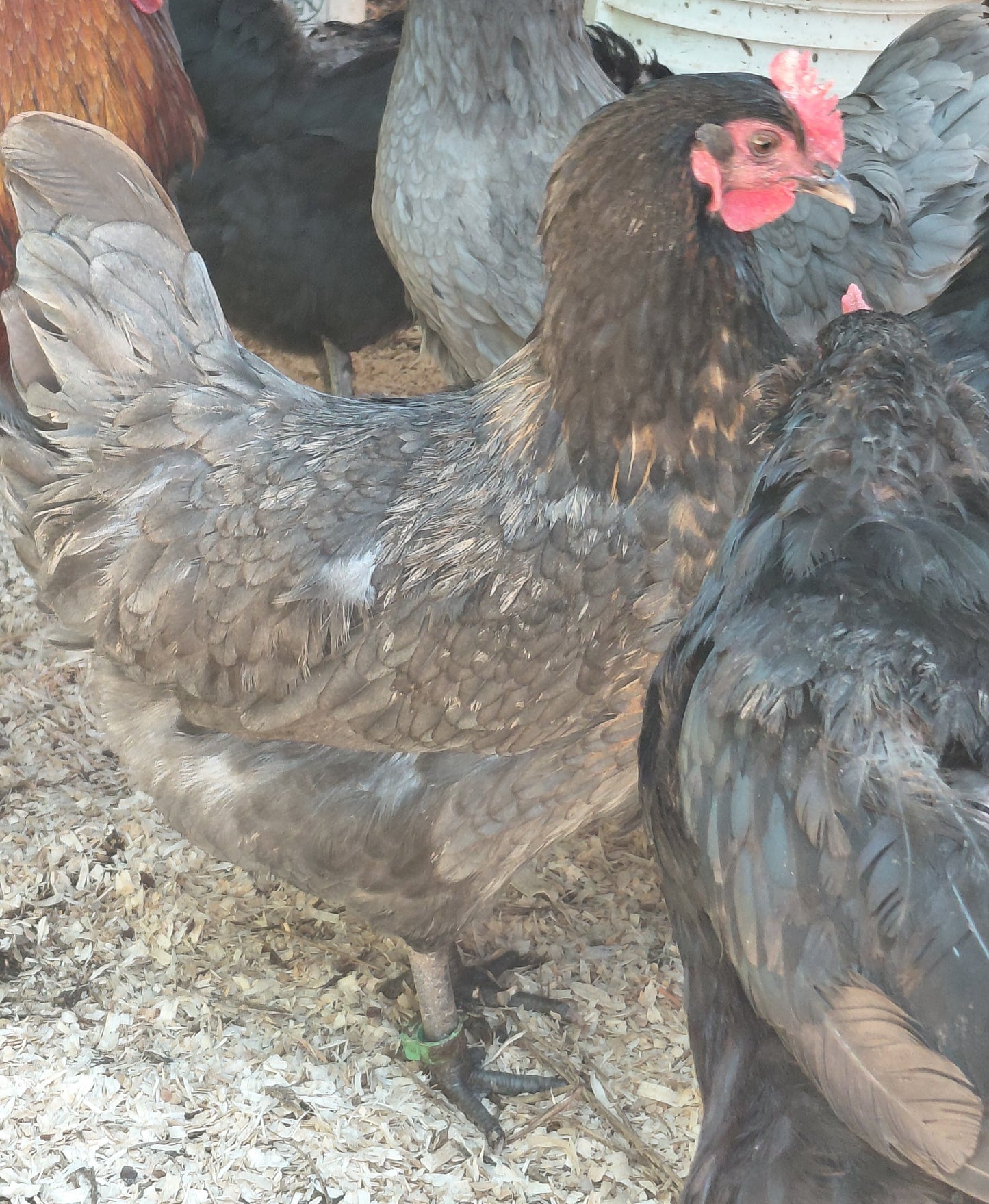 12+ Barnyard Rainbow Chicken Eggs