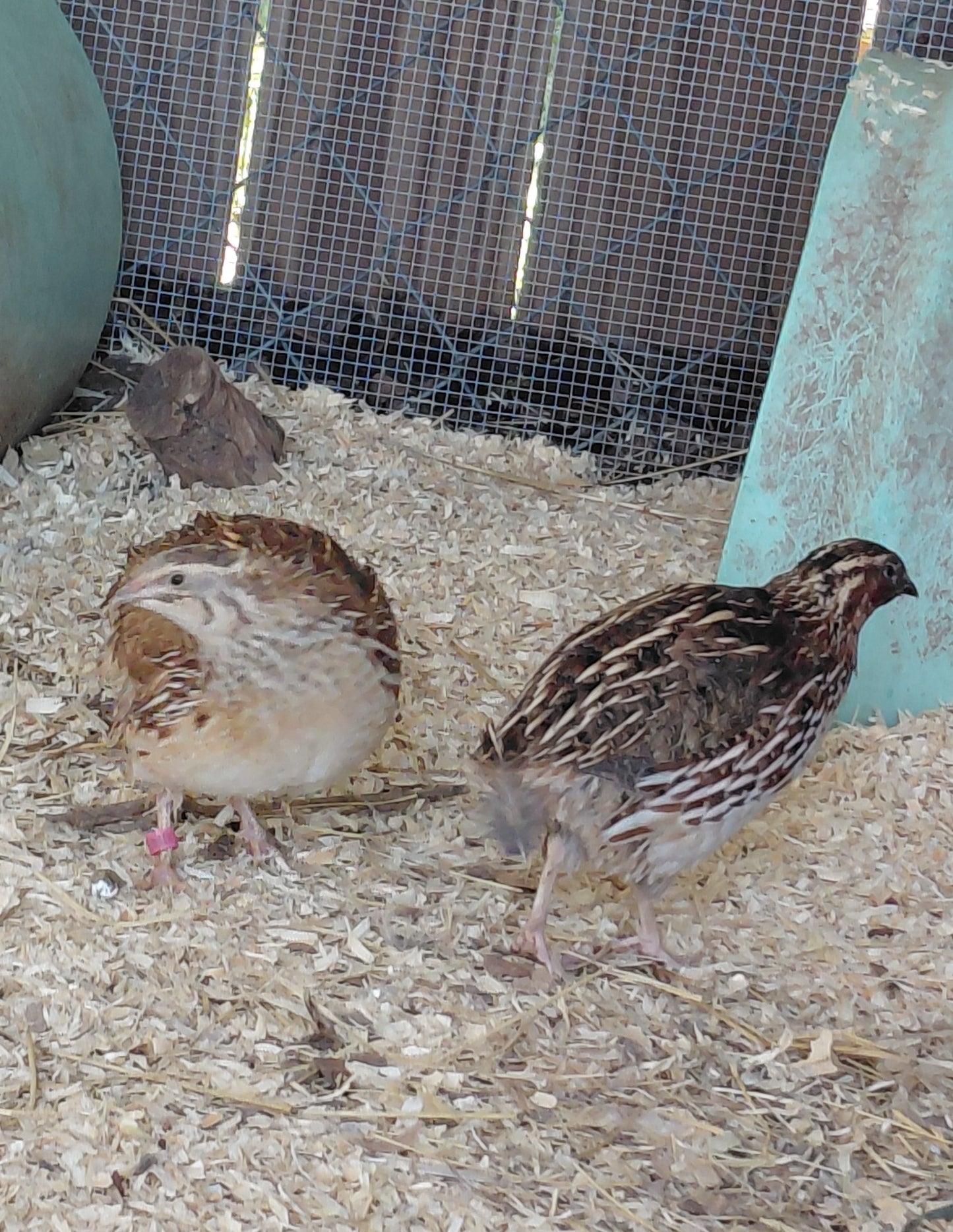 12+ Celadon Blue Coturnix Quail Eggs