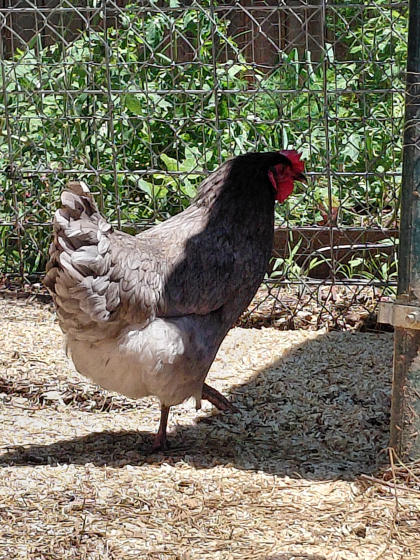 12+ Barnyard Rainbow Chicken Eggs