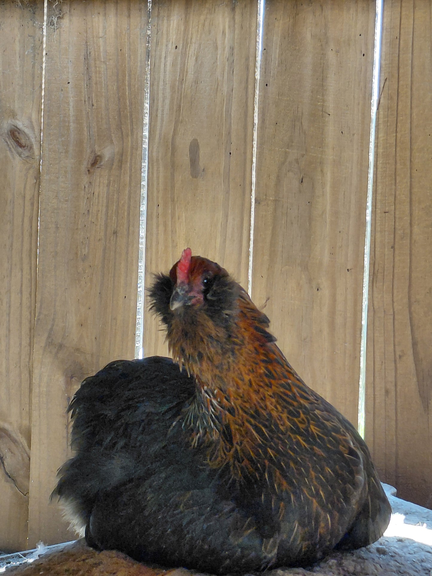 12+ Barnyard Rainbow Chicken Eggs