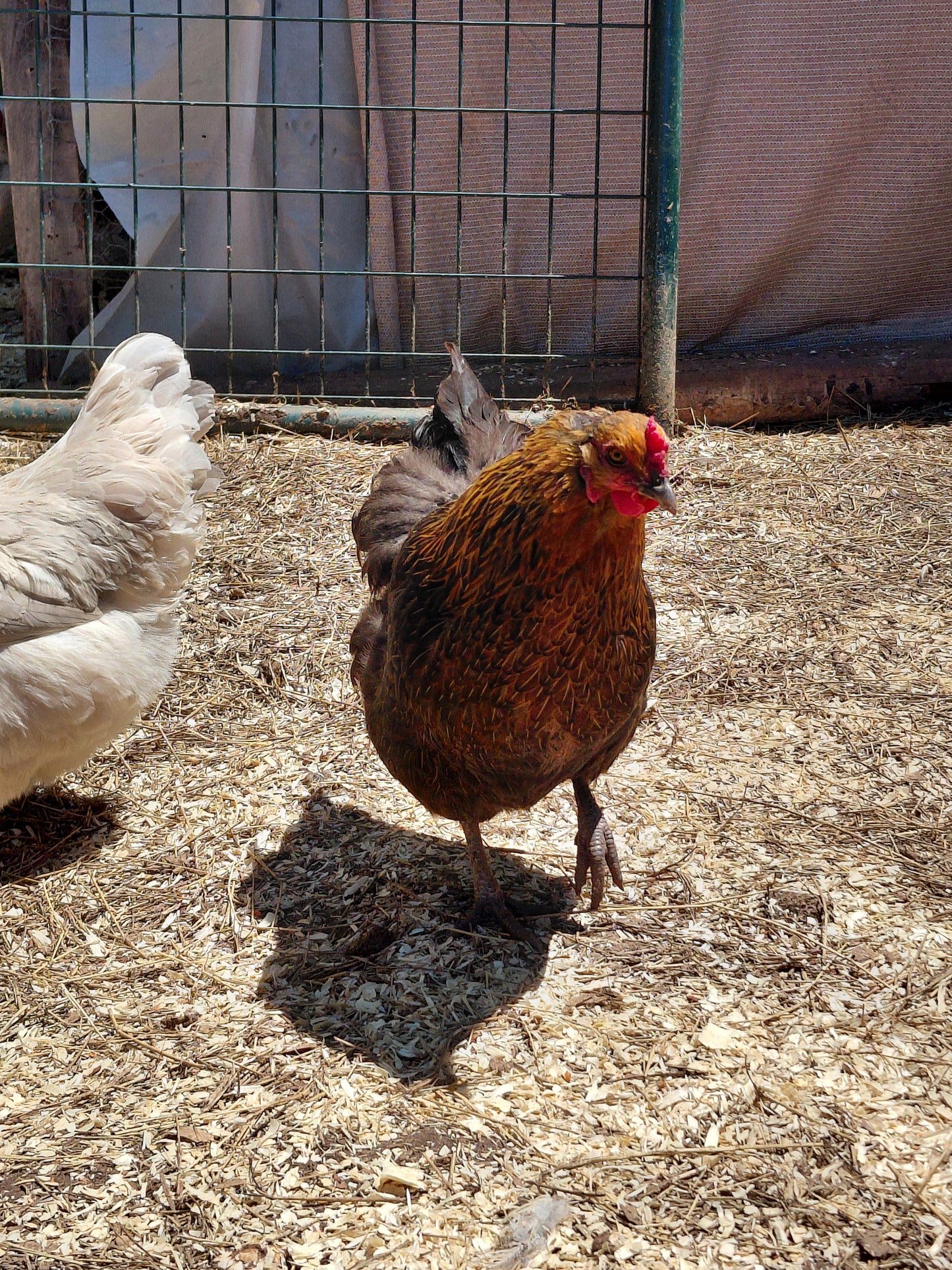 12+ Barnyard Rainbow Chicken Eggs